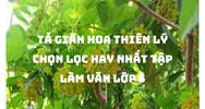 Tả giàn hoa thiên lý chọn lọc hay nhất Tập làm văn lớp 5