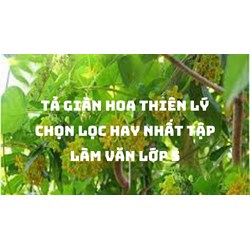 Tả giàn hoa thiên lý chọn lọc hay nhất Tập làm văn lớp 5