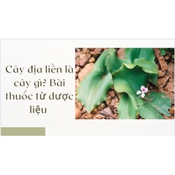Cây địa liền là cây gì? Bài thuốc từ dược liệu