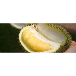 Ăn sầu riêng có béo không?