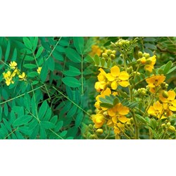 Cây phan tả diệp là gì? Có có tác dụng như thế nào?