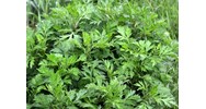 Lợi ích của việc ăn rau ngải cứu là gì? Ngải cứu có tác dụng gì?