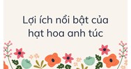 Lợi ích nổi bật của hạt hoa anh túc