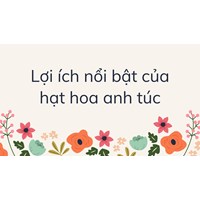Lợi ích nổi bật của hạt hoa anh túc