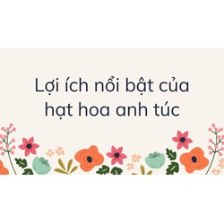 Lợi ích nổi bật của hạt hoa anh túc