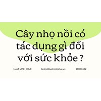 Cây nhọ nồi có tác dụng gì đối với sức khỏe ?
