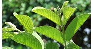 Lá ổi có tác dụng gì đối với sức khỏe? Cách uống nước lá ổi