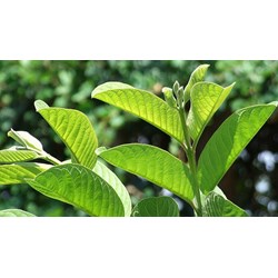 Lá ổi có tác dụng gì đối với sức khỏe? Cách uống nước lá ổi