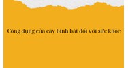 Công dụng của cây bình bát đối với sức khỏe