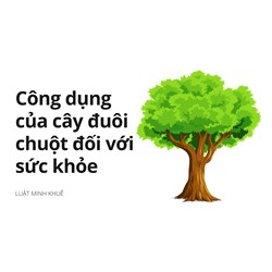 Công dụng của cây đuôi chuột đối với sức khỏe