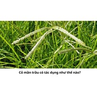 Cỏ mần trầu có tác dụng như thế nào?