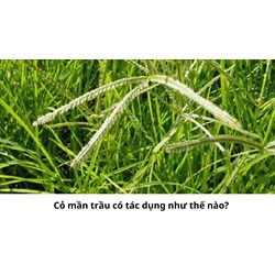 Cỏ mần trầu có tác dụng như thế nào?