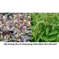 Cây hương nhu có công dụng chữa bệnh như thế nào?