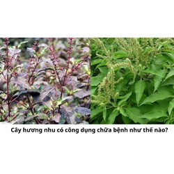 Cây hương nhu có công dụng chữa bệnh như thế nào?