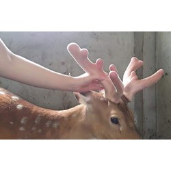 Công dụng chữa bệnh của nhung hươu