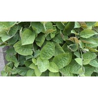 Tác dụng của lá mơ lông đối với sức khỏe
