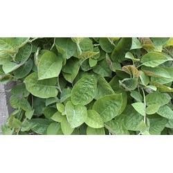 Tác dụng của lá mơ lông đối với sức khỏe
