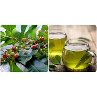 Tác dụng của lá vối đối với sức khỏe