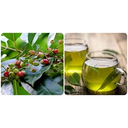 Tác dụng của lá vối đối với sức khỏe