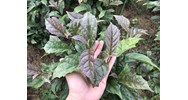 Sử dụng cây xạ đen có tác dụng chữa bệnh như thế nào?