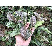 Sử dụng cây xạ đen có tác dụng chữa bệnh như thế nào?
