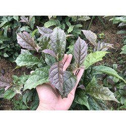Sử dụng cây xạ đen có tác dụng chữa bệnh như thế nào?