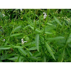 Thảo dược xuyên tâm liên có tác dụng gì đối với sức khỏe ?