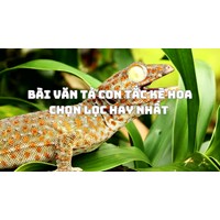 Bài văn Tả con tắc kè hoa chọn lọc hay nhất
