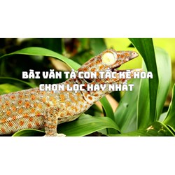Bài văn Tả con tắc kè hoa chọn lọc hay nhất