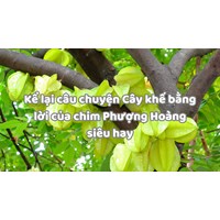 Kể lại câu chuyện Cây khế bằng lời của chim Phượng Hoàng siêu hay