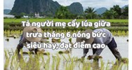 Tả người mẹ cấy lúa giữa trưa tháng 6 nóng bức siêu hay, đạt điểm cao
