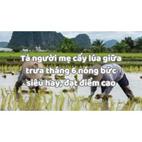 Tả người mẹ cấy lúa giữa trưa tháng 6 nóng bức siêu hay, đạt điểm cao