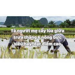 Tả người mẹ cấy lúa giữa trưa tháng 6 nóng bức siêu hay, đạt điểm cao