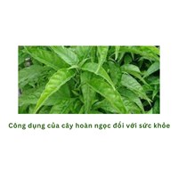 Công dụng của cây hoàn ngọc đối với sức khỏe