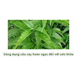 Công dụng của cây hoàn ngọc đối với sức khỏe