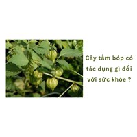 Cây tầm bóp có tác dụng gì đối với sức khỏe ?