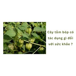 Cây tầm bóp có tác dụng gì đối với sức khỏe ?