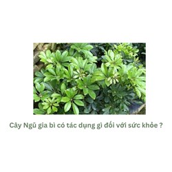 Cây Ngũ gia bì có tác dụng gì đối với sức khỏe ?