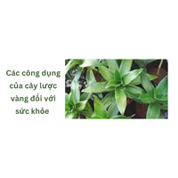 Các công dụng của cây lược vàng đối với sức khỏe