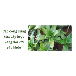 Các công dụng của cây lược vàng đối với sức khỏe
