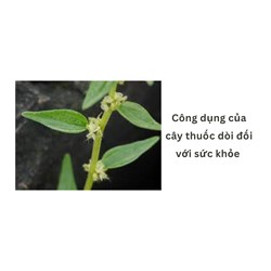 Công dụng của cây thuốc dòi đối với sức khỏe