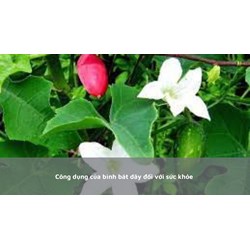 Công dụng của bình bát dây đối với sức khỏe