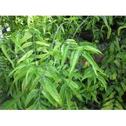 Các công dụng của cây xương khỉ đối với sức khỏe
