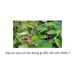 Cây an xoa có tác dụng gì đối với sức khỏe ?