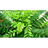 Cây sầu đâu có công dụng gì đối với sức khỏe ?