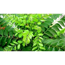 Cây sầu đâu có công dụng gì đối với sức khỏe ?
