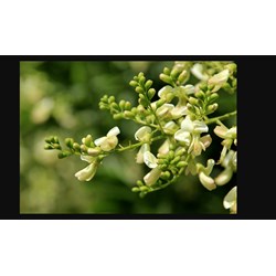 Tác dụng của cây hoa hòe