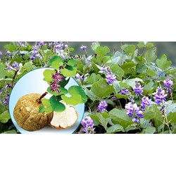 Sâm tố nữ có tác dụng gì đối với sức khỏe ?