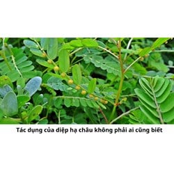 Tác dụng của diệp hạ châu không phải ai cũng biết