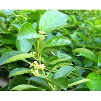 Dây thìa canh có tác dụng gì đối với sức khỏe ?